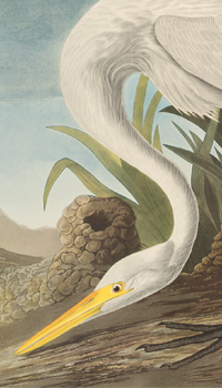 The Birds of America