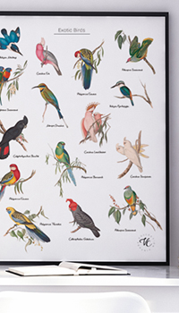 Discovery Charts