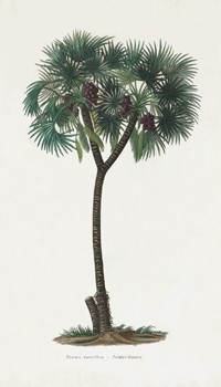 The Palm Tree