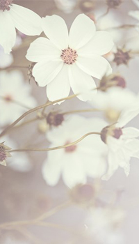Fading Florals