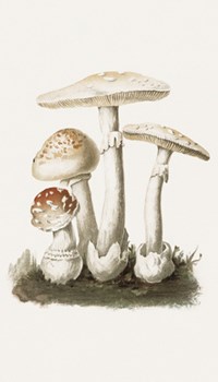 Mushroom Motifs