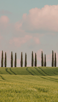 Tuscany by Irene Suchocki