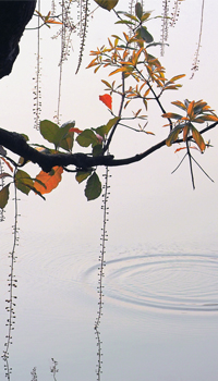Nhiem Hoang The
