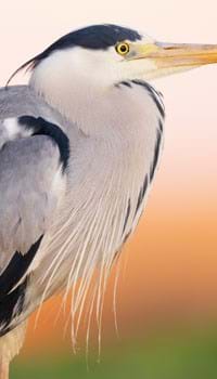 Herons & Co by Staffan Widstrand