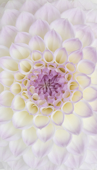 Delicate Beauty