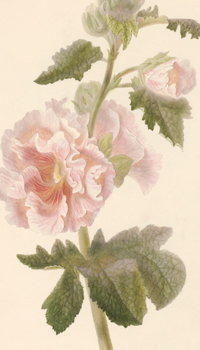 Choose Chintz