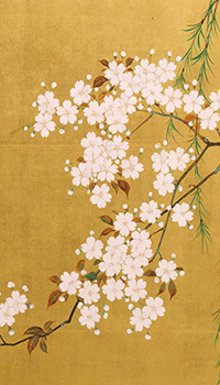Sakura Season