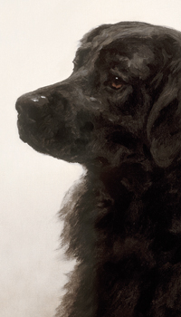 Canine Companions