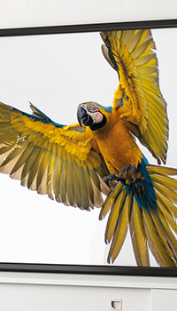 Wonderful Wildlife by Staffan Widstrand