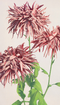 Fresh Flowers