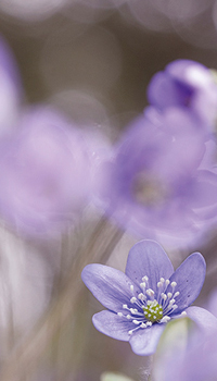 Lavender Infusion