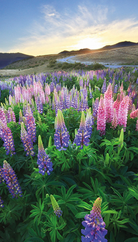 Lush Landscapes