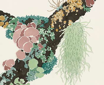 Biophilic Beauty