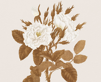 Florals for Spring