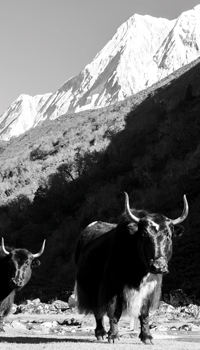 Himalayan Hike